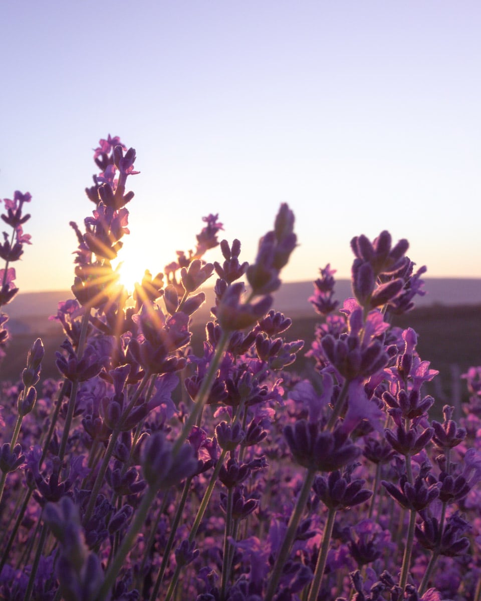 somatic healing coach looking at lavender field